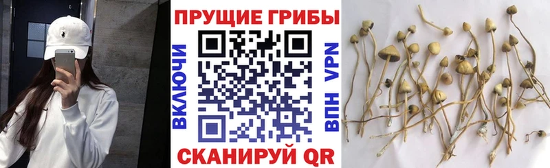 Галлюциногенные грибы Cubensis Омутнинск